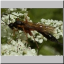 Lissonota sp - Schlupfwespe 01c 14mm-fdet03.jpg